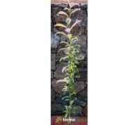 Albero susino Regina Claudia gialla, spedizione Express