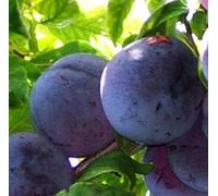 Albero Susino Regina Claudia Viola - Età 3 anni