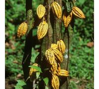 alberodi cacaoalberidafrutto,pianteresistenti all'esternopianteda giardino,piccolialberiper il giardino balcone,balcone in serra Coltivazione di semi,fruttocolonnari 30Seme