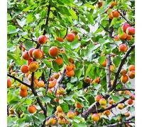 albicocca giardino del balcone giardino interno esotico balcone serra semi colonnari perenni resistenti 10pcs