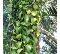 Albuca Spiralis pendente,vera,interni,decorazione giardino giardino resistenti,semi Arredamento moderno per il soggiorno,50semi