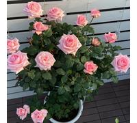 Albuca Spiralis ufficio,ombra,resistenti al freddo Vere interno,balcone,ombra giardino,decorazione del davanzale pendenti 50semi