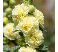Alcea Chater's Double Gialla - Malvone perenne da giardino in vaso | Pianta ideale per vasi e aiuole - Piante di Alcea pronte da mettere a dimora, regalano splendide fioriture per tutta stagione