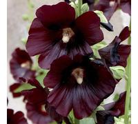 Alcea rosea "Blacknight" - Pianta perenne da giardino rustica