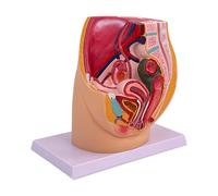 ALCXAZS Modello di anatomia riproduttiva del bacino, ausilio visivo di elevata precisione e chiarezza per scopi didattici e di ricerca scientifica,