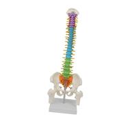 ALCXAZS Modello di colonna vertebrale umana, modello di colonna vertebrale, risorsa completa per l'insegnamento dell'anatomia in contesti educativi con dettagli reali, a