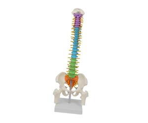 ALCXAZS Modello di colonna vertebrale umana, modello di colonna vertebrale, risorsa completa per l'insegnamento dell'anatomia in contesti educativi con dettagli reali, a
