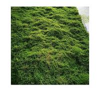 ALFAAL Muschio Stabilizzato Parete Artificiale del Prato delle Briofite Prato Verde Artificiale Famiglia Cortile Giardino per Matrimoni Prato Decorativo con Muschio Artificiale (Color : F, Size : 10