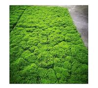 ALFAAL Muschio Stabilizzato Parete Artificiale del Prato delle Briofite Prato Verde Artificiale Famiglia Cortile Giardino per Matrimoni Prato Decorativo con Muschio Artificiale (Color : B, Size : 10