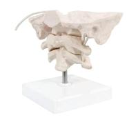 Alide Modello Ingrandito Dell'occipite Umano Rimovibile, Modello Dell'osso Occipitale Della Colonna Cervicale Umana in Materiale PVC Atlante E Epistrofeo