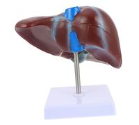 Alipis 1 Pz Modello Del Fegato con Base Modello Didattico Realistico per Insegnamento Fisiologia e Anatomia Scuole e Università