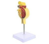 Alipis 1 Pz Modello Del Glomerulo con Base Strumento Didattico per Scuole e Laboratori Facile da Utilizzare e Dettagliato per Apprendimento