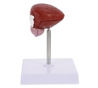 Alipis 1 Pz Modello Di Organi Modello Anatomico Didattico Anatomia Del Modello Classe Modello Anatomico Della Vescica Scolastica Modello Di Vescica Medica Plastica Marrone