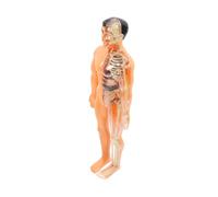 Alipis 1 Set Di Giocattoli Per Scheletro Umano Strumento Didattico Per La Prima Infanzia Puzzle Di Organi Tridimensionali Anatomia E Fisiologia Umana Anatomia Per Ragazzi E Ragazze