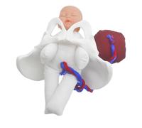 Alipis 1 Set Di Modelli Di Bacino Per La Pratica Ostetrica Per Insegnare L'anatomia Del Parto: Simulatore Del Processo Di Parto Del Bacino Per L'educazione Prenatale E La