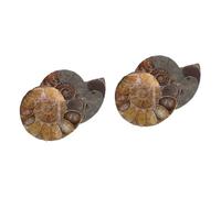 Alipis 2 Set Conchi Fossile Pendant Esemplare Educativo Di Ammonite Modelli Ammonitici Modelli Di Ammonite Per Ornamento Dei Modelli Fossile Di Conchiglia Naturale 2 Pezzi*2