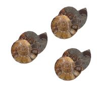 Alipis 3 Set Conchi Fossile Pendant Esemplare Educativo Di Ammonite Modelli Ammonitici Modelli Di Ammonite Per Gioielli Da Ragazza Fossile Di Conchiglia Naturale 2 Pezzi*3