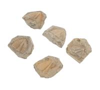 Alipis 5 Pezzi Campione di Trilobite Fossile, Modello Decorativo da | Educazione e Creatività, Pietra Fossile Naturale, Forma Casuale, per Giorno dei Studio
