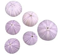Alipis 6 Pezzi Accessorio Guscio di Riccio oggettistica casa Arredamento per acquari Conchiglie Decorazione attaccapanni bomboniere Matrimonio vasi per Piante aeree Pot succulento