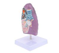 Alipis Ausili Polmonari Modello Anatomico Polmonare Polmoni Modello Per Fumatori Modello Medico Modello Per Polmoni Fumatori Modelli Polmonari Per La Didattica Esposizione Polmonare