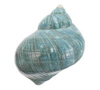 Alipis Conchiglie Naturali del Mare Grande per Decorazioni Casa e Acquari Scopri la Vita Marina con Campioni di Conchiglie per Artigianato e Regali Unici