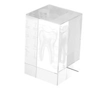 Alipis Del Corpo in Anatomico del Dente Figurina Decorazione Strumento Didattico per Insegnare Biologia e Scienza