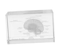 Alipis Figura del Cervello Umano in Cristallo Realistica per Insegnare Biologia Decorazione Elegante per Esposizione o Studio