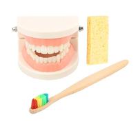 Alipis Kit didattico Modello Denti Per Cura Dentale Ragazzo E Ragazze Mascella Articolata Resistente E Spazzolino Integrato, Modello Denti Dentali Standard Per L'Insegnamento E Dimostrazione