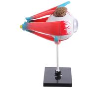 Alipis Modello Di Assemblaggio Di Organi Giocattoli Educativi Di Anatomia Umana Puzzle Di Anatomia Umana Per Parti Del Corpo Dell'elica Modello Di Occhio Modello Toracico Plastica
