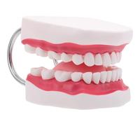 Alipis Modello di denti dentali Typodont Modello di protesi ortodontica con lingua e gengive per dimostrazioni di pratica odontoiatrica e didattica