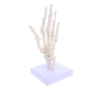 Alipis modello di scheletro Modelli di scheletro della mano di Labs Modelli anatomici della mano scheletro della mano umana modello articolare umano display di anatomia pvc bianca