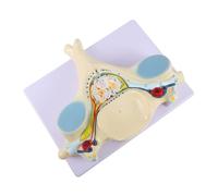 Alipis Modello Ingrandito Cervicale Midollo Spinale e Vertebre per Insegnamento in PVC Robusto e Leggero Modello Dettagliato per Medici e Pazienti