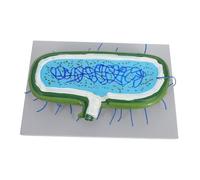 Alipis Modello Ingrandito del per Insegnamento di Biologia con Organelli Dettagliati Modello Anatomico Resistente per Educazione Scientifica delle Cellule Umane