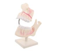 Alipis Modello Permanente Dettagliato per Educazione Odontoiatrica Plastica Resistente e Compatto per Studio e in Aula e Laboratorio