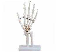 Alipis Modello Scheletro Della Mano Modello Articolato per Educazione Materiale Resistente Strumento Didattico per Professionisti e Pazienti
