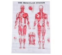 Alipis Poster Anatomico di Anatomia Umana Apparato Muscolare e Scheletro, senza Cornice, Facile da Leggere, per Scuola e Laboratorio Educativo