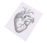 Alipis Poster Cuore Disegno Decorativo per Aula Laboratorio e Ospedale Chart Didattico per Comprendere Anatomia Cardiaca Materiale Alta Facile da Leggere