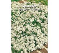 ALISSO TAPPETO DI NEVE (Lobularia maritima) - SEMI