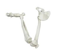 ALKQBPQX Modello di Scheletro della Gamba Adulta Modello articolare Modello di arto Inferiore Staccabile