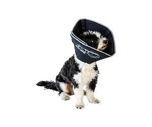 All Four Paws, The Comfy Cone, collare a cono per convalescenza, Nero, Small 14 cm