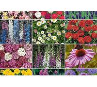 All Year Large Color Wildflower Seed Mix - Variety (100% Pure Live Seed) 200 Seeds:Seeds : Package Contains seeds