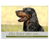 Alles Setter oder was (Wandkalender 2027 DIN A4 quer), CALVENDO Monatskalender