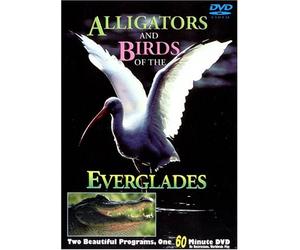 Alligators & Birds of the Everglades