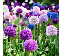 Allium, aglio ornamentale - balcone, decorative in vaso in vaso Coltivare giardino su un balcone per 6bulbi