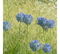 Allium, aglio ornamentale - resistenti in vaso a precoce Coltivare giardino su un balcone rialzata giardino per 5bulbi