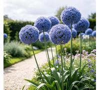 Allium gigante (Allium giganteum) - Ideale come sfondo in giardino e per composizioni floreali; di facile cura/adatto alla coltivazione professionale-6 pcs-i