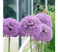 allium giganteum - decorazioni giardino esterni balcone 4bulbi