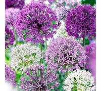 Allium Rhizome, Rizomi resistenti all'inverno, Giganteum Allium, Rizomi floreali multianni, giardino, gioco di colori unico, rizomi di qualità invernale, 10zwibeln-G