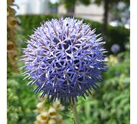 Allium Rhizome, Rizomi resistenti all'inverno, Giganteum Allium, Rizomi floreali multianni, giardino, gioco di colori unico, rizomi di qualità invernale, 10 cipolle