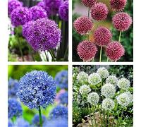 Allium Rhizome, Rizomi resistenti all'inverno, Giganteum Allium, Rizomi floreali multianni, giardino, gioco di colori unico, rizomi di qualità invernale, 8 cipolle